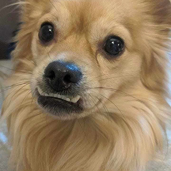 Jacoby