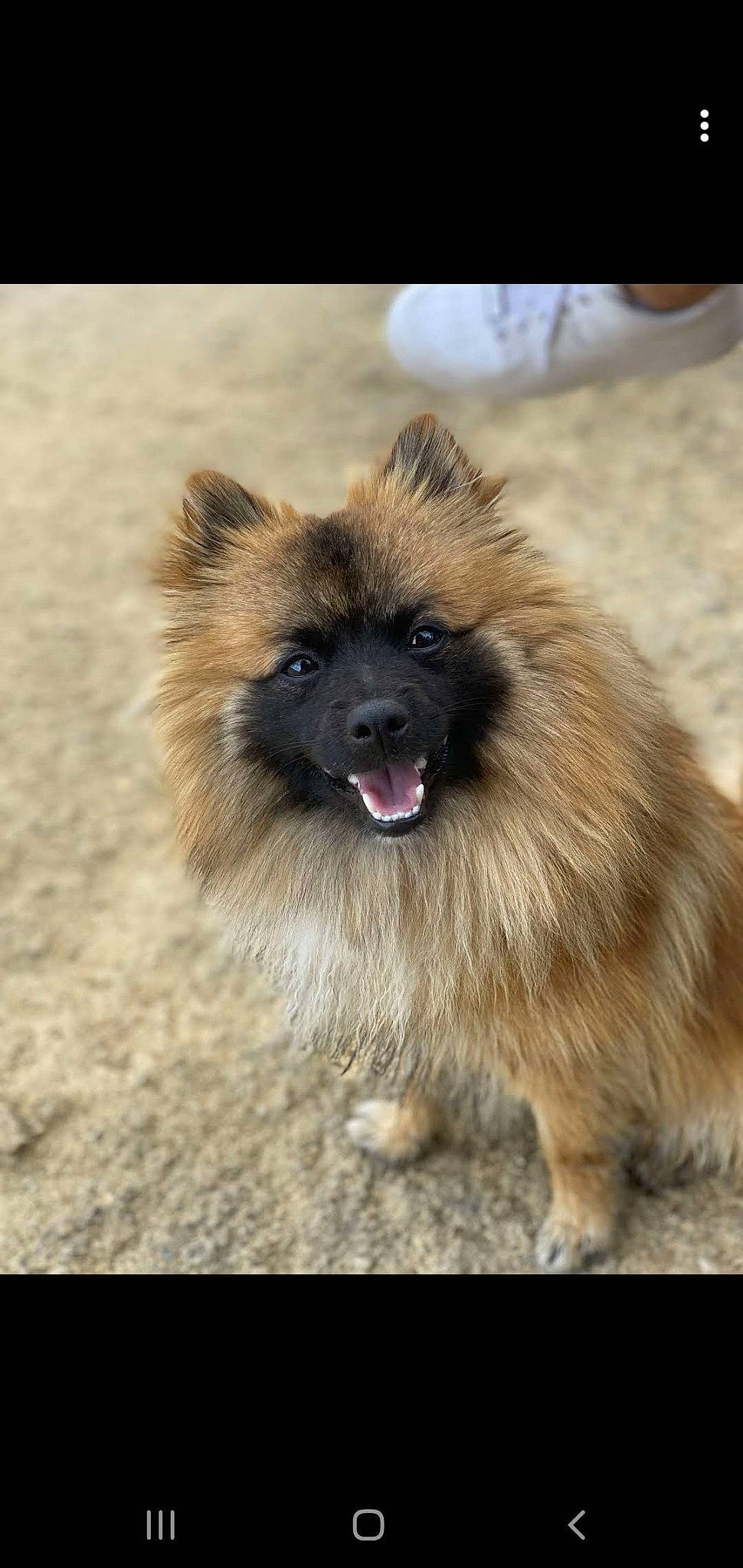 Simba a rejoint le concours — aidez-le/la à gagner de superbes lots ! ancient_dog_breeds, canidae, carnivore, companion_dog, dog, dog_breed, fawn, fur, german_spitz, liver, non_sporting_group, snout, sporting_group, terrestrial_animal, whiskers, working_animal, working_dog