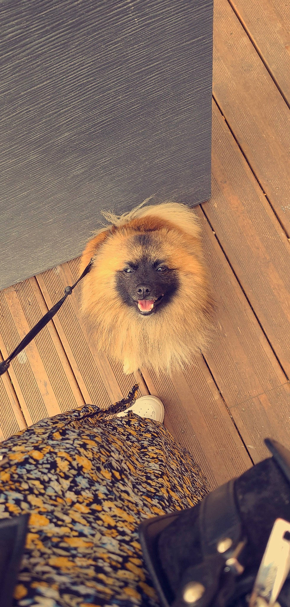 Simba a rejoint le concours — aidez-le/la à gagner de superbes lots ! carnivore, companion_dog, dog, dog_breed, fawn, felidae, flooring, fur, hardwood, pattern, pet_supply, snout, spitz, terrestrial_animal, tints_and_shades, toy_dog, whiskers, wildlife, wood, working_animal