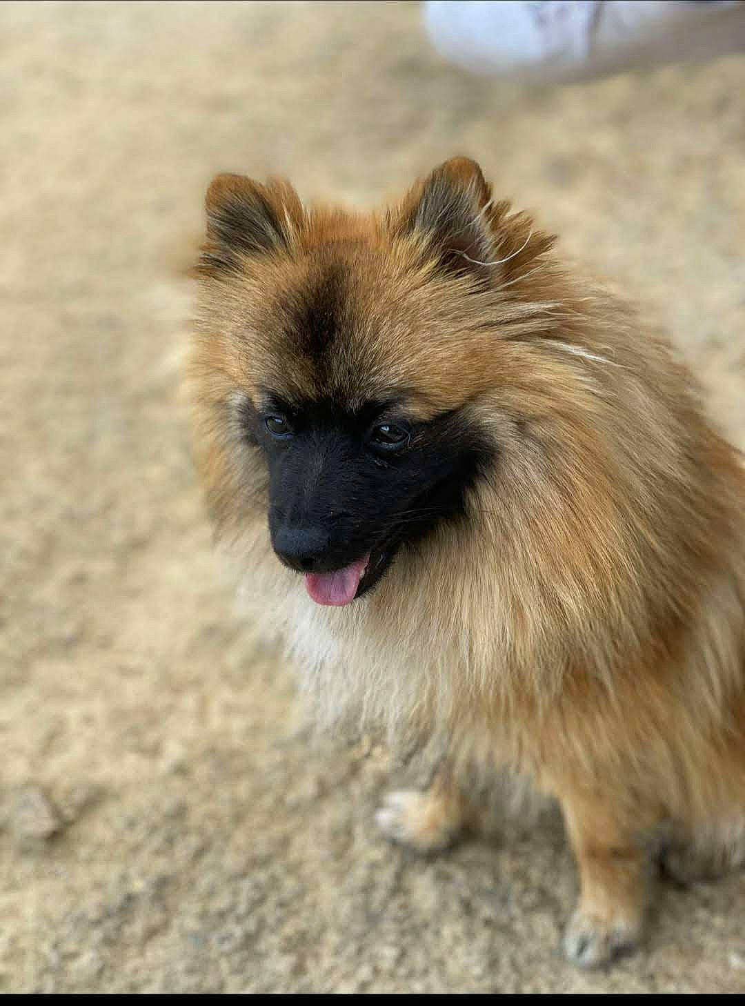 Simba a rejoint le concours — aidez-le/la à gagner de superbes lots ! carnivore, dog_breed, eye, fawn, fur, german_spitz_mittel, head, iris, plant, primate, snout, terrestrial_animal, whiskers, wildlife