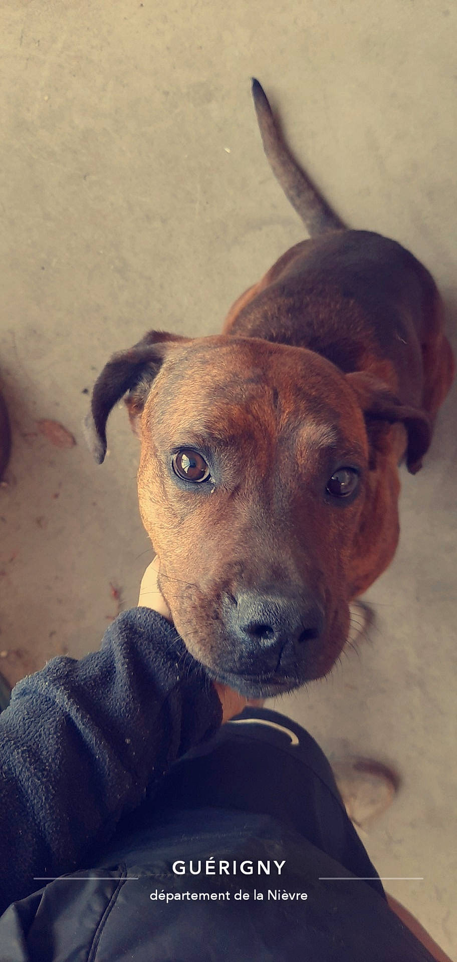 Monoï a rejoint le concours — aidez-le/la à gagner de superbes lots ! ancient_dog_breeds, canidae, carnivore, collar, companion_dog, dog, dog_breed, dog_collar, ear, fawn, fur, liver, non_sporting_group, puppy, snout, sporting_group, street_dog, terrestrial_animal, whiskers, working_animal