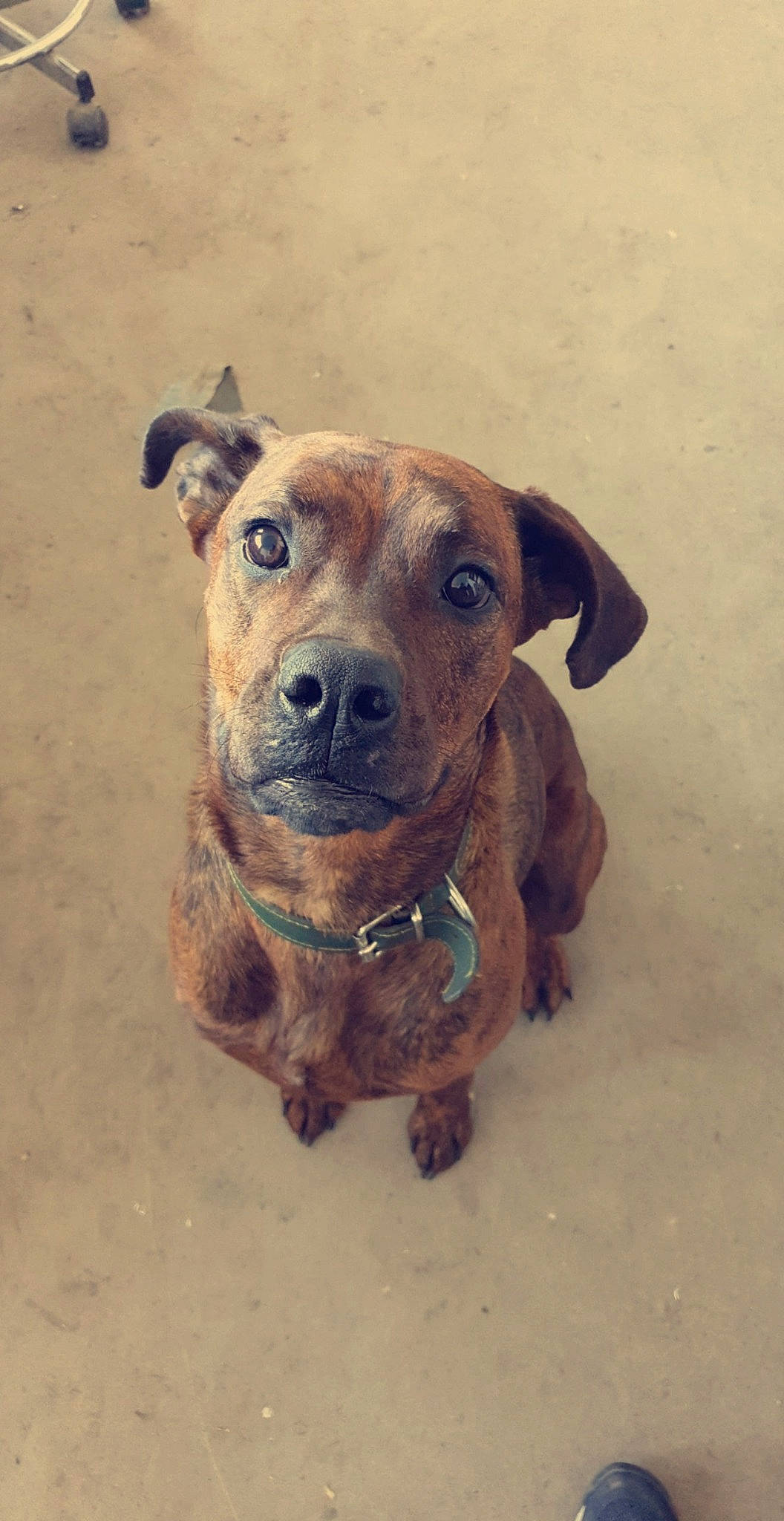 Monoï a rejoint le concours — aidez-le/la à gagner de superbes lots ! ancient_dog_breeds, canidae, carnivore, companion_dog, dog, dog_breed, fawn, fur, hunting_dog, liver, non_sporting_group, pet_supply, puppy, snout, sporting_group, street_dog, terrestrial_animal, whiskers, working_animal, working_dog