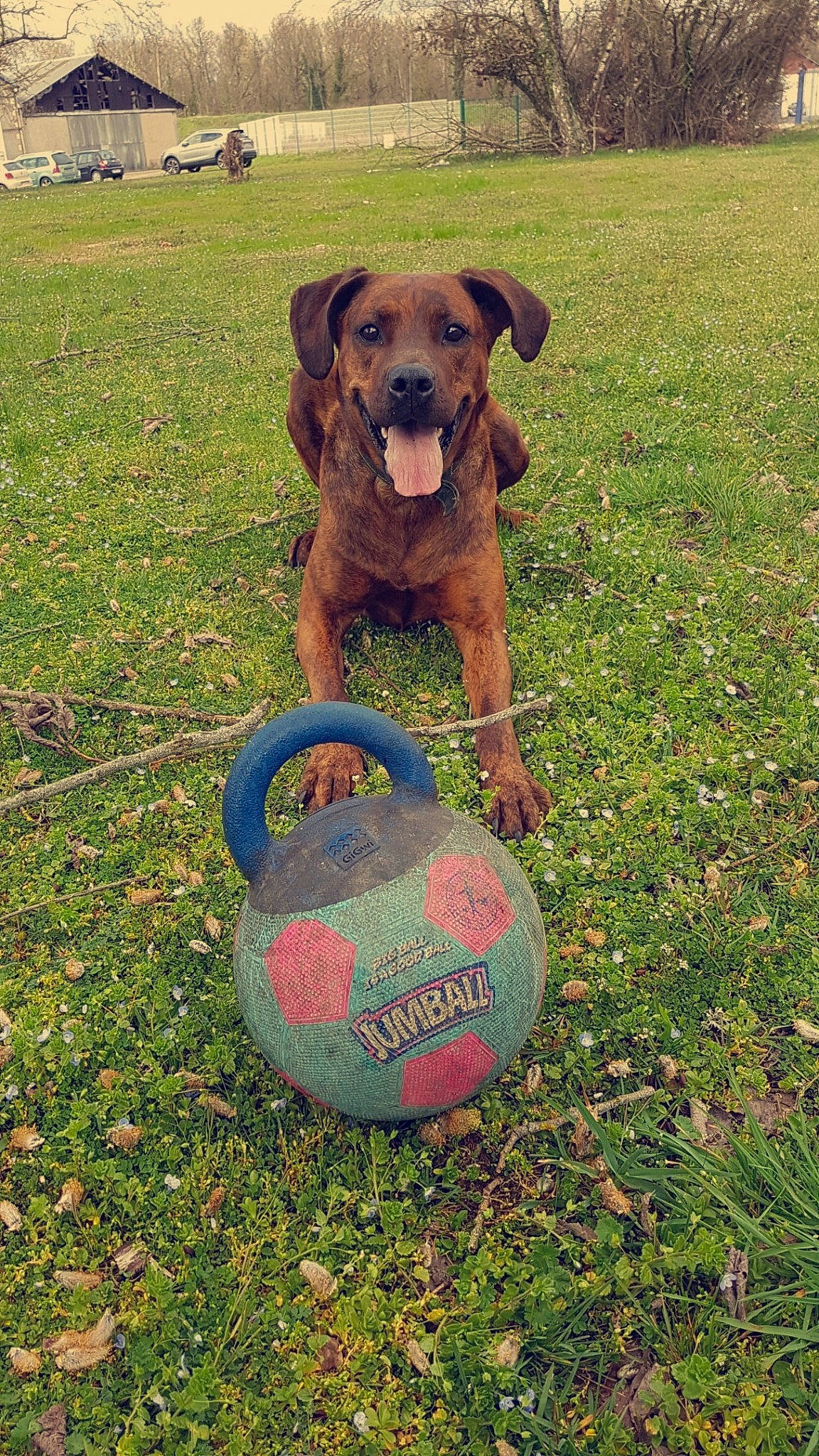 Monoï participe au concours pour gagner de l'argent avec cette photo : ball, carnivore, companion_dog, dog, dog_breed, fawn, flying_disc, football, grass, grassland, hat, lawn, plant, recreation, snout, soccer_ball, sports_equipment, sports_toy, toy, working_animal
