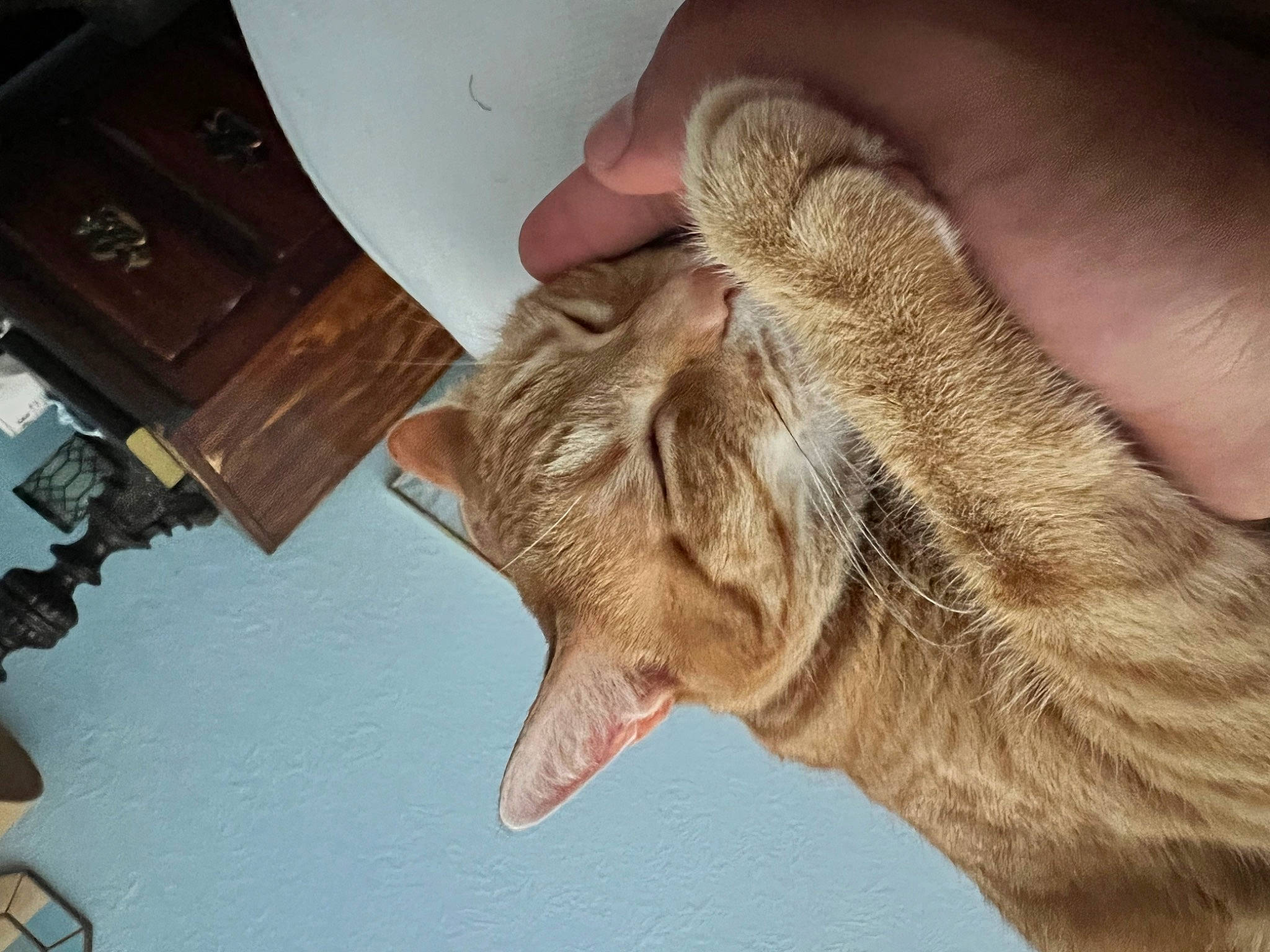 Kitkat joined the competition — help win amazing prizes! cabinetry, chair, chest_of_drawers, dog_breed, drawer, fawn, felidae, fur, goat, hand, liver, livestock, small_to_medium_sized_cats, snout, tail, terrestrial_animal, whiskers, wood, working_animal, wrinkle