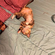 Lily is registered to the contest to win money with this photo: cat, kitten, bed, blanket, remote_control, pillow, sleeping, resting, indoor, fur, collar, striped, pink, white, relaxation, cute, pet, domestic_animal, home, cozy