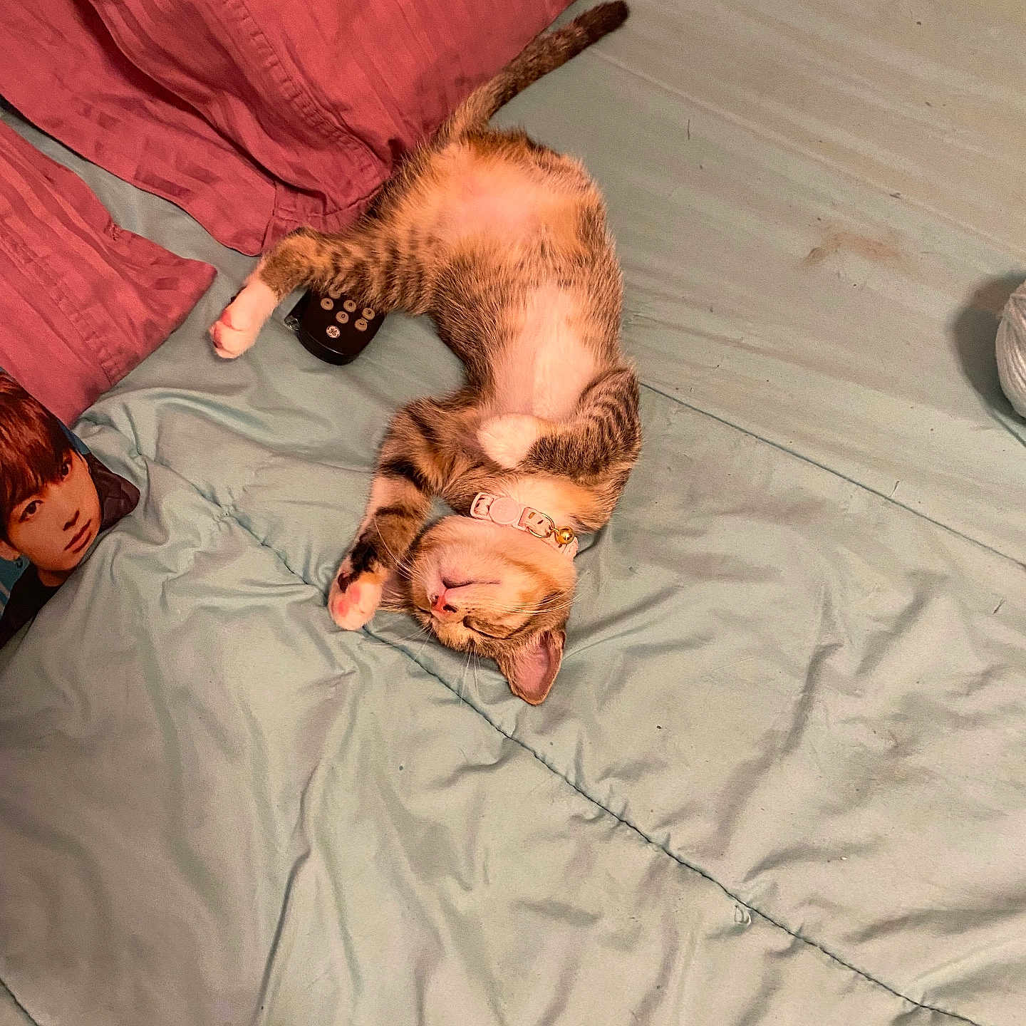 Lily is registered to the contest to win money with this photo: bed, blanket, cat, collar, cozy, cute, domestic_animal, fur, home, indoor, kitten, pet, pillow, pink, relaxation, remote_control, resting, sleeping, striped, white