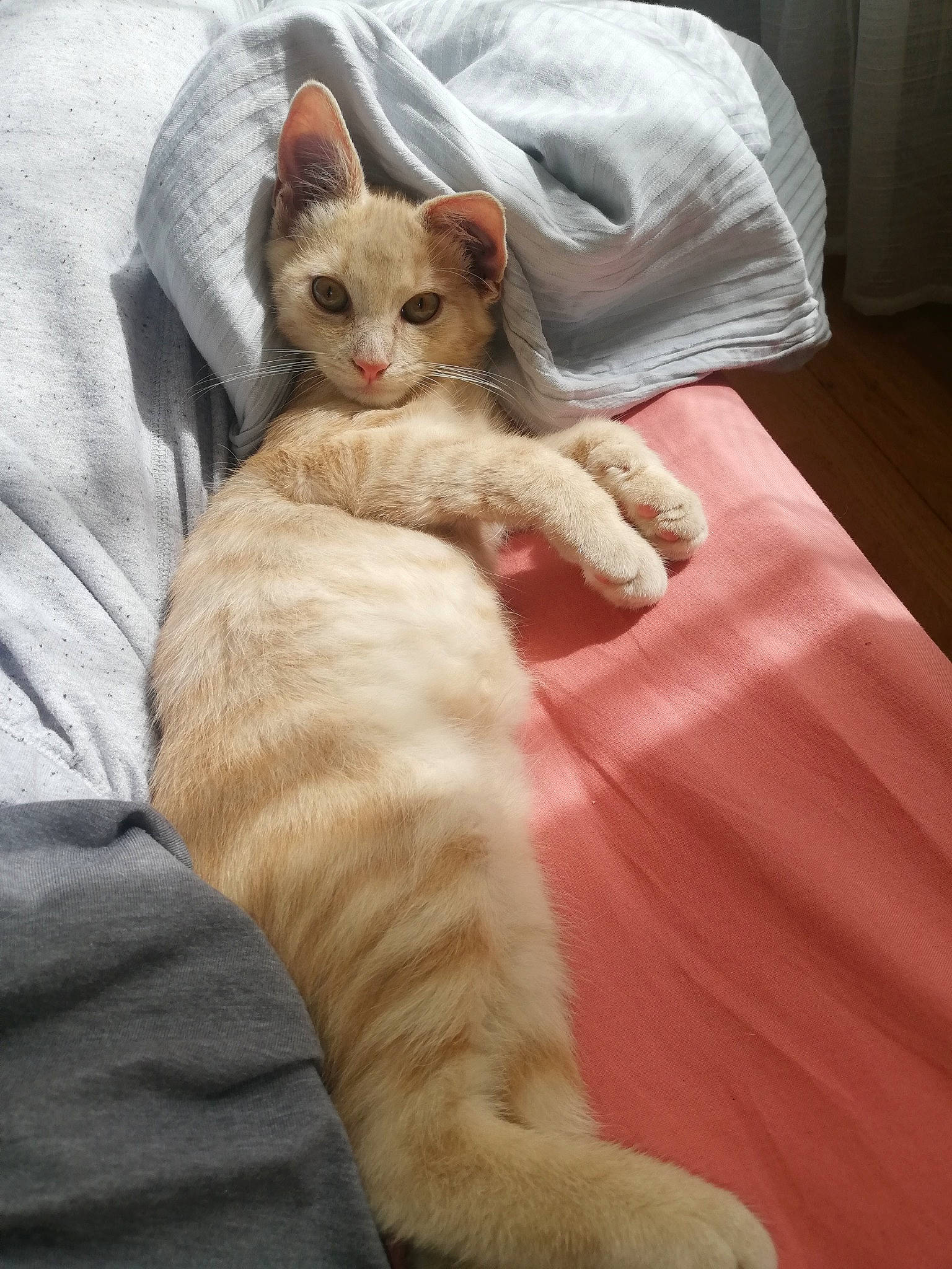 Elton a rejoint le concours — aidez-le/la à gagner de superbes lots ! carnivore, cat, comfort, domestic_short_haired_cat, fawn, felidae, fur, kitten, linens, paw, small_to_medium_sized_cats, snout, tail, terrestrial_animal, toe, vertebrate, whiskers