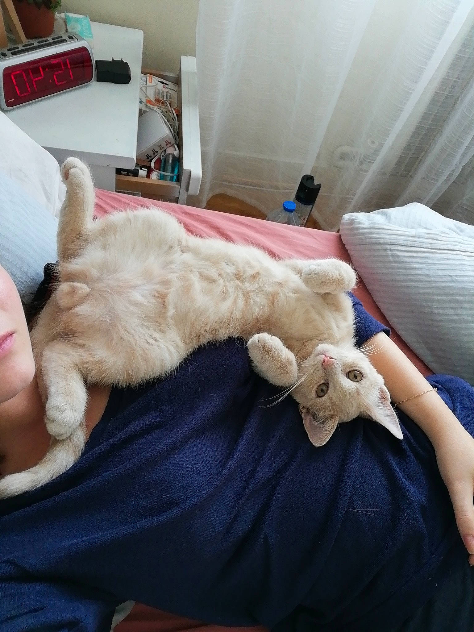 Elton a rejoint le concours — aidez-le/la à gagner de superbes lots ! bed_sheet, bedding, bedroom, blanket, cat, comfort, curtain, duvet, felidae, fur, linens, nap, pillow, room, sleep, textile, window_treatment