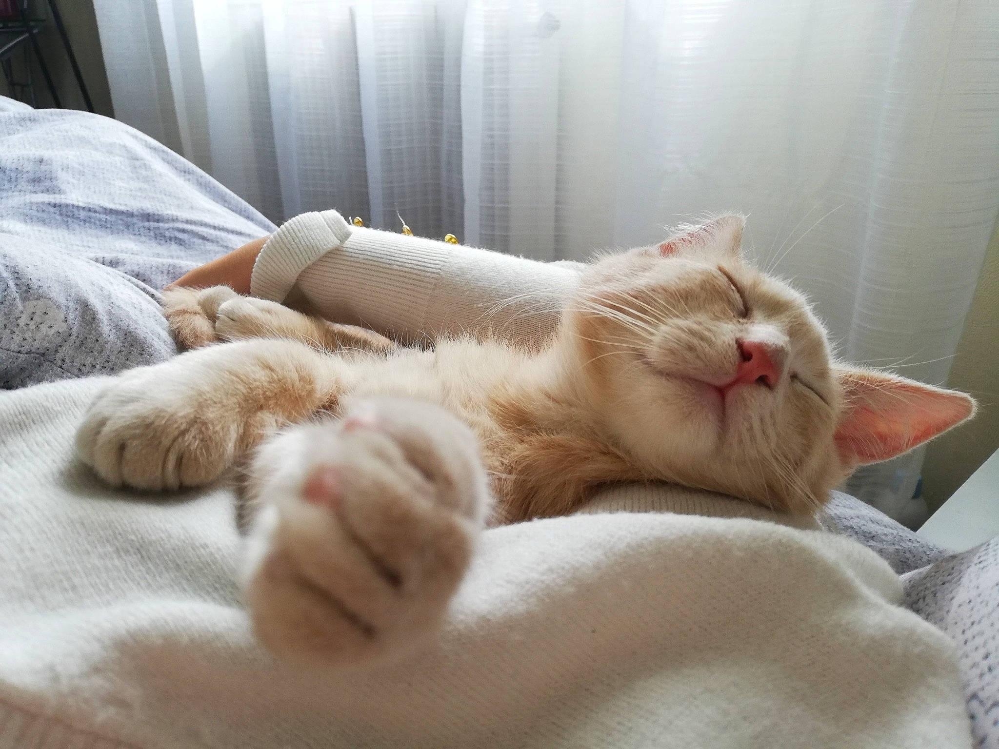 Elton a rejoint le concours — aidez-le/la à gagner de superbes lots ! bedding, blanket, carnivore, cat, claw, comfort, domestic_short_haired_cat, fawn, felidae, fur, linens, nap, paw, sleep, small_to_medium_sized_cats, vertebrate, whiskers