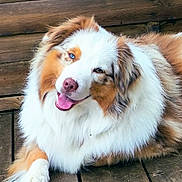 Vroom a rejoint le concours — aidez-le/la à gagner de superbes lots ! dog, australian_shepherd, heterochromia, blue_eye, brown_eye, tongue_out, smiling, fluffy, fur, wooden_deck, outdoor, pet, canine, resting, cute, animal, portrait, happy, friendly, companion
