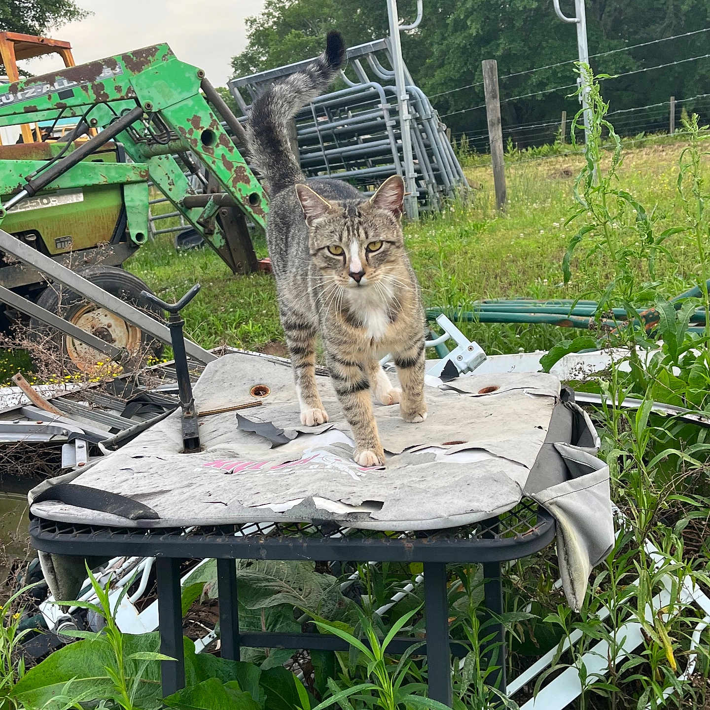 Jag is registered to the contest to win money with this photo: architecture, backyard, building, grass, herbal, herbs, jar, nature, outdoors, plant, planter, pottedplant, pottery, shelter, soil, tree, vase, vegetation, wood, yard
