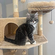 Truffle is registered to the contest to win money with this photo: animal, cat, cat_tree, curious, cute, ears, fluffy, furniture, gray_cat, indoor, kitten, multi_level, pet, playful, pom_poms, sitting, soft_texture, whiskers, white_paws, young