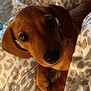 Buddy joined the competition — help win amazing prizes! dog, puppy, dachshund, brown, pet, cute, close_up, bed, blanket, cozy, animal, snuggled, indoor, fur, paws, looking_up, ears, nose, whiskers, sleepy