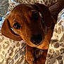 dog, puppy, dachshund, brown, pet, cute, close_up, bed, blanket, cozy, animal, snuggled, indoor, fur, paws, looking_up, ears, nose, whiskers, sleepy