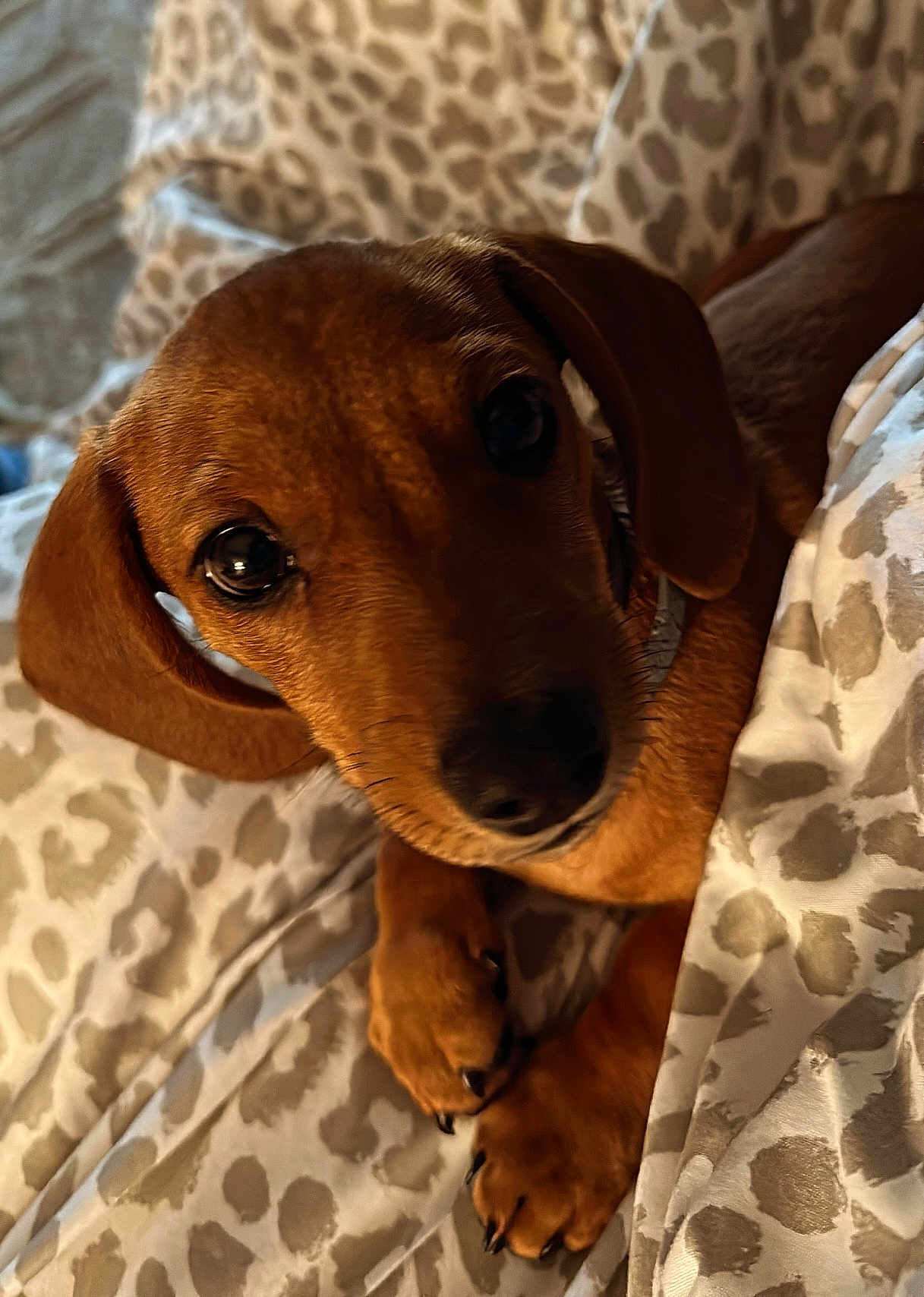Buddy