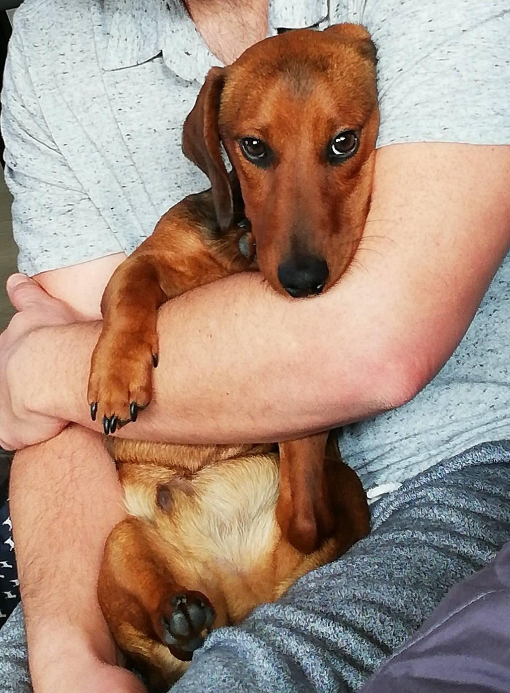 Oxbow participe au concours pour gagner de l'argent avec cette photo : beagador, black_mouth_cur, canidae, carnivore, companion_dog, dachshund, dog, dog_breed, fawn, mammal, mountain_cur, puppy, puppy_love, rare_breed_dog, rhodesian_ridgeback, segugio_italiano, snout, vertebrate