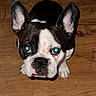 dog, french_bulldog, pet, animal, close_up, ears, black_and_white, looking_up, wooden_floor, indoor, cute, domestic_animal, mammal, face, snout, nostrils, paws, fur, alert, portrait