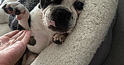 Bojangle is registered to the contest to win money with this photo: animal, black_and_white, blanket, boston_terrier, closeup, companion, couch, cozy, curious, cute, dog, domestic, friendly, fur, hand, indoor, paw, pet_bed, puppy, relaxed
