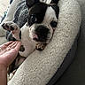 Bojangle is registered to the contest to win money with this photo: dog, boston_terrier, puppy, pet_bed, cozy, hand, paw, indoor, couch, blanket, curious, cute, animal, fur, black_and_white, relaxed, companion, domestic, friendly, closeup
