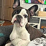 Bojangle joined the competition — help win amazing prizes! dog, boston_terrier, pet, indoor, couch, blanket, ears, face, animal, fur, eyes, home, fireplace, television, wood_floor, door, furniture, relaxing, cute, companion