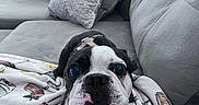 Bojangle joined the competition — help win amazing prizes! dog, puppy, boston_terrier, blanket, couch, pillow, indoor, living_room, pet, canine, snuggled, cozy, cute, curious, fur, small_dog, face, eyes, nose, domestic_animal