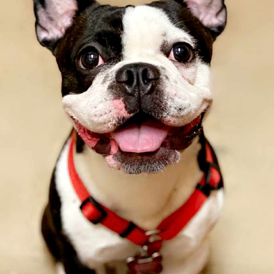 Bojangle joined the competition — help win amazing prizes! dog, boston_terrier, pet, canine, black_and_white, red_harness, tongue_out, sitting, indoor, happy, smiling, ears_up, close_up, animal, friendly, cute, companion, domestic, furry, portrait