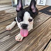 Bojangle joined the competition — help win amazing prizes! dog, puppy, boston_terrier, tongue_out, ears_up, wooden_deck, porch, pet, animal, cute, playful, outdoor, close_up, black_and_white, fur, nose, paws, pet_portrait, home_decor, flooring