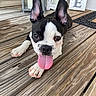 dog, puppy, boston_terrier, tongue_out, ears_up, wooden_deck, porch, pet, animal, cute, playful, outdoor, close_up, black_and_white, fur, nose, paws, pet_portrait, home_decor, flooring