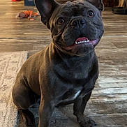 Jax Teller is registered to the contest to win money with this photo: animal, brown, canine, companion, cute, dog, domestic, ears_up, floor, french_bulldog, fur, happy, home, indoor, looking_up, pet, sitting, snout, tongue_out, wooden_floor
