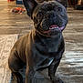 animal, brown, canine, companion, cute, dog, domestic, ears_up, floor, french_bulldog, fur, happy, home, indoor, looking_up, pet, sitting, snout, tongue_out, wooden_floor