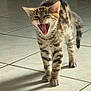 Alpine participe au concours pour gagner de l'argent avec cette photo : animal, cat, cute, ears, expression, floor, fur, indoor, kitten, mouth_open, pet, shadow, small, standing, striped, tabby, teeth, tiles, whiskers, young
