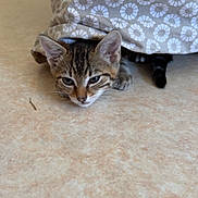 Alpine a rejoint le concours — aidez-le/la à gagner de superbes lots ! animal, cat, curious, cute, ears, floor, hiding, indoor, kitten, patterned_fabric, peeking, pet, playful, resting, small, soft_light, tabby, tail, whiskers, young