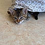 animal, cat, curious, cute, ears, floor, hiding, indoor, kitten, patterned_fabric, peeking, pet, playful, resting, small, soft_light, tabby, tail, whiskers, young