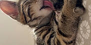 Alpine a rejoint le concours — aidez-le/la à gagner de superbes lots ! animal, bedspread, cat, close_up, cute, ears, feline, fur, indoor, kitten, licking, patterned, paw, pet, relaxed, sleepy, soft_light, tabby, tongue, whiskers