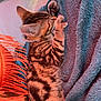 Alpine participe au concours pour gagner de l'argent avec cette photo : animal, blue, cat, closeup, clothing, cozy, fringe, fur, human_arm, indoor, kitten, nap, orange, paw, pet, relaxation, sleeping, striped, tattoo, towel