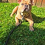 animal, brown, canine, closeup, dog, domestic, ears, fence, french_bulldog, grass, grass_field, leash, muzzle, nature, outdoor, pet, playful, resting, summer, sunlight