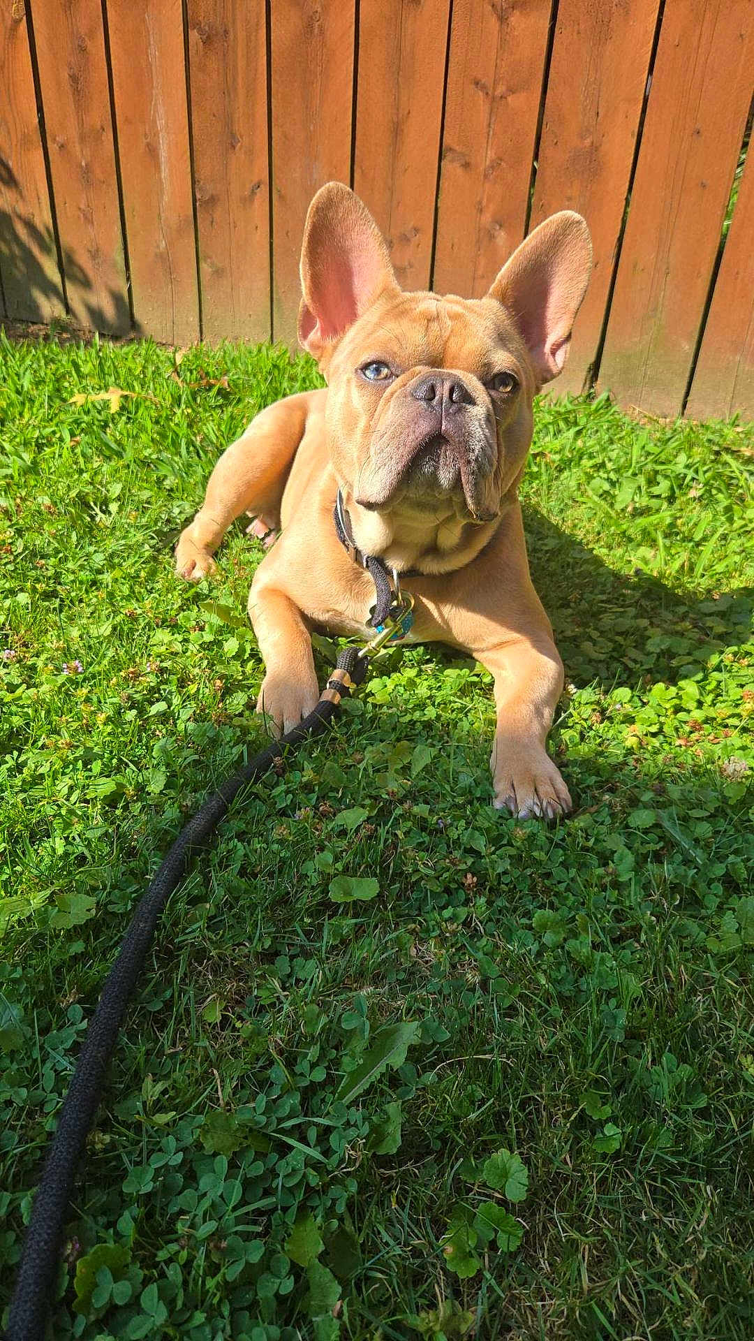 Dougie