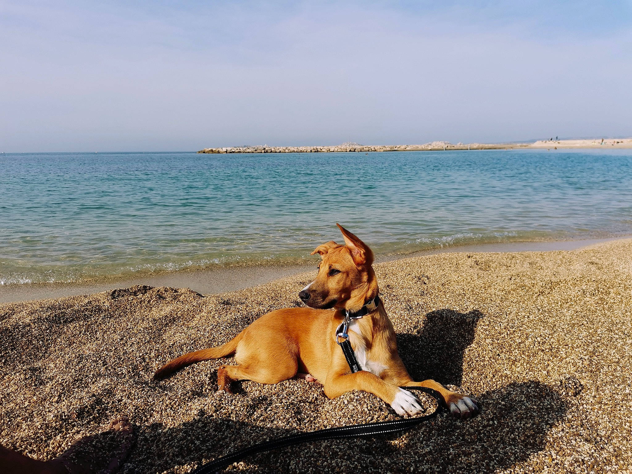 Alma participe au concours pour gagner de l'argent avec cette photo : beach, calm, carnivore, cloud, collar, companion_dog, dog, dog_breed, fawn, horizon, landscape, leisure, ocean, rock, sand, sky, sporting_group, water, wind_wave, wood