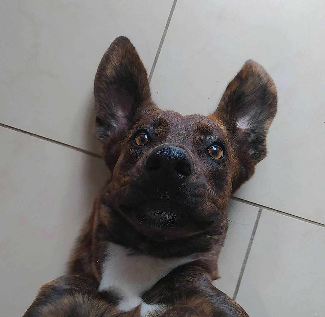 Aria