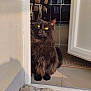 cat, black_cat, doorway, indoor, chair, floor, stone, yellow_eyes, pet, home, furniture, sunlight, shadow, curious, animal, domestic_cat, fluffy, relaxed, quiet, cozy
