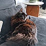 Gucci participe au concours pour gagner de l'argent avec cette photo : cat, fluffy, black_cat, couch, gray_couch, indoor, houseplant, side_table, vase, relaxed, sleeping, pet, feline, cozy, fur, animal, home, living_room, resting, peaceful