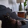 Gucci a rejoint le concours — aidez-le/la à gagner de superbes lots ! cat, black_cat, fluffy, indoor, couch, pillow, lamp, side_table, plant, green_plant, living_room, furniture, relaxed, pet, animal, yellow_eyes, cozy, home, resting, curious