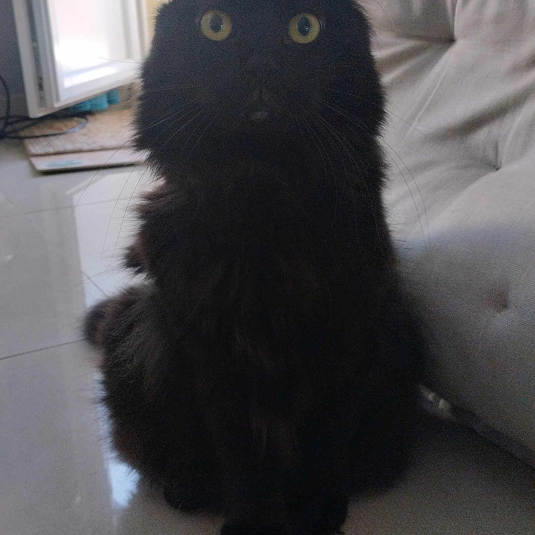 Gucci a rejoint le concours — aidez-le/la à gagner de superbes lots ! animal, black_cat, cat, curious, cushioned_chair, domestic_cat, floor, fur, furniture, home, indoor, natural_light, open_door, pet, quiet, shadow, sitting, tile_floor, whiskers, yellow_eyes