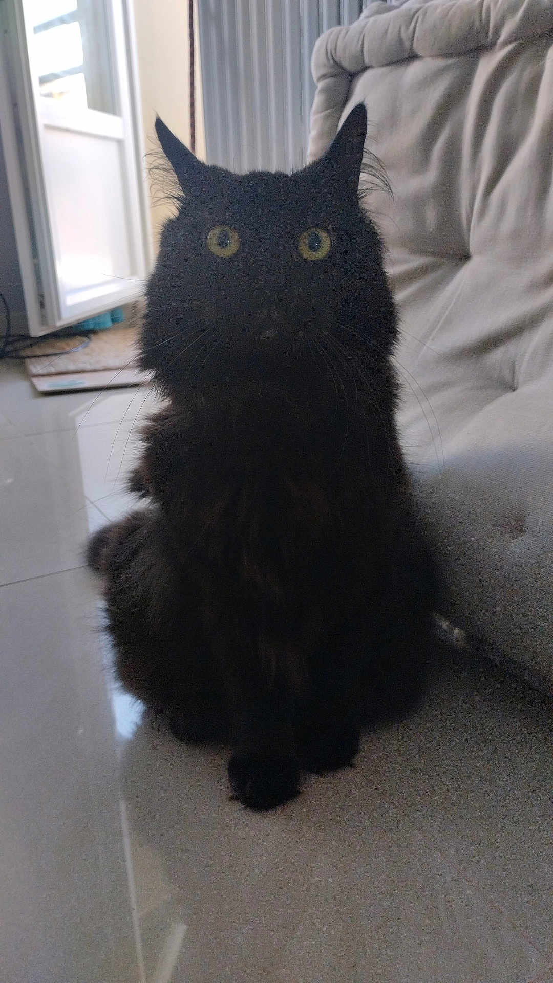 Gucci a rejoint le concours — aidez-le/la à gagner de superbes lots ! cat, black_cat, indoor, furniture, cushioned_chair, floor, tile_floor, yellow_eyes, pet, animal, domestic_cat, sitting, fur, whiskers, open_door, natural_light, shadow, quiet, curious, home