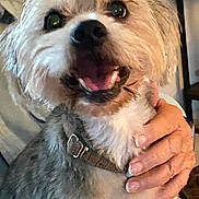 Bear joined the competition — help win amazing prizes! dog, pet, smiling, close_up, fluffy, collar, hand, indoor, happy, animal, fur, cute, canine, domestic_animal, friendly, companion, portrait, person_hand, well_groomed, love