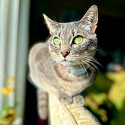 Miss Cat joined the competition — help win amazing prizes! cat, tabby, green_eyes, close_up, indoor, couch, armrest, pet, feline, whiskers, portrait, sunlight, blurred_background, domestic_cat, animal, cute, focused, soft_light, relaxed, curious