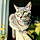 Miss Cat