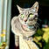 Miss Cat