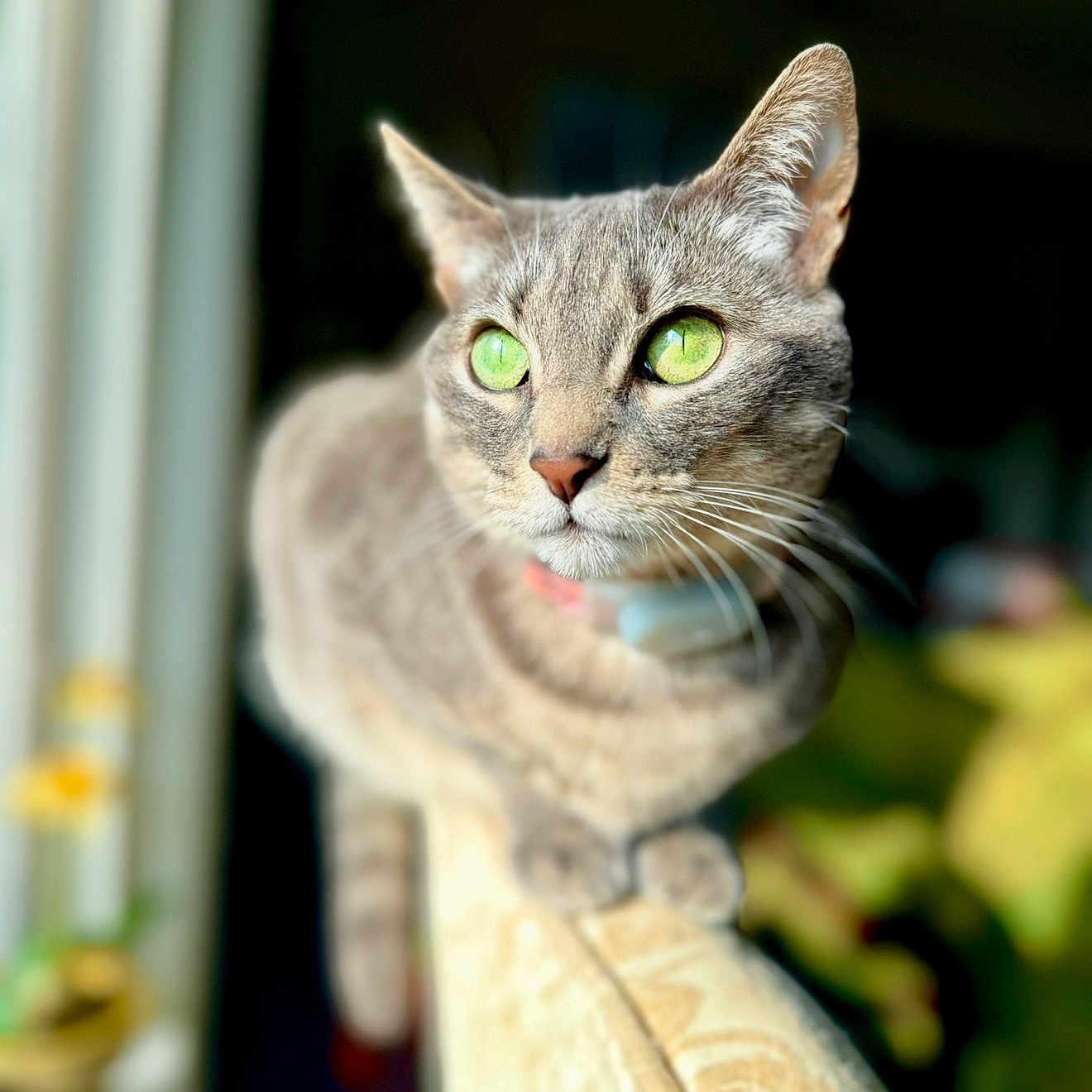 Miss Cat joined the competition — help win amazing prizes! animal, armrest, blurred_background, cat, close_up, couch, curious, cute, domestic_cat, feline, focused, green_eyes, indoor, pet, portrait, relaxed, soft_light, sunlight, tabby, whiskers