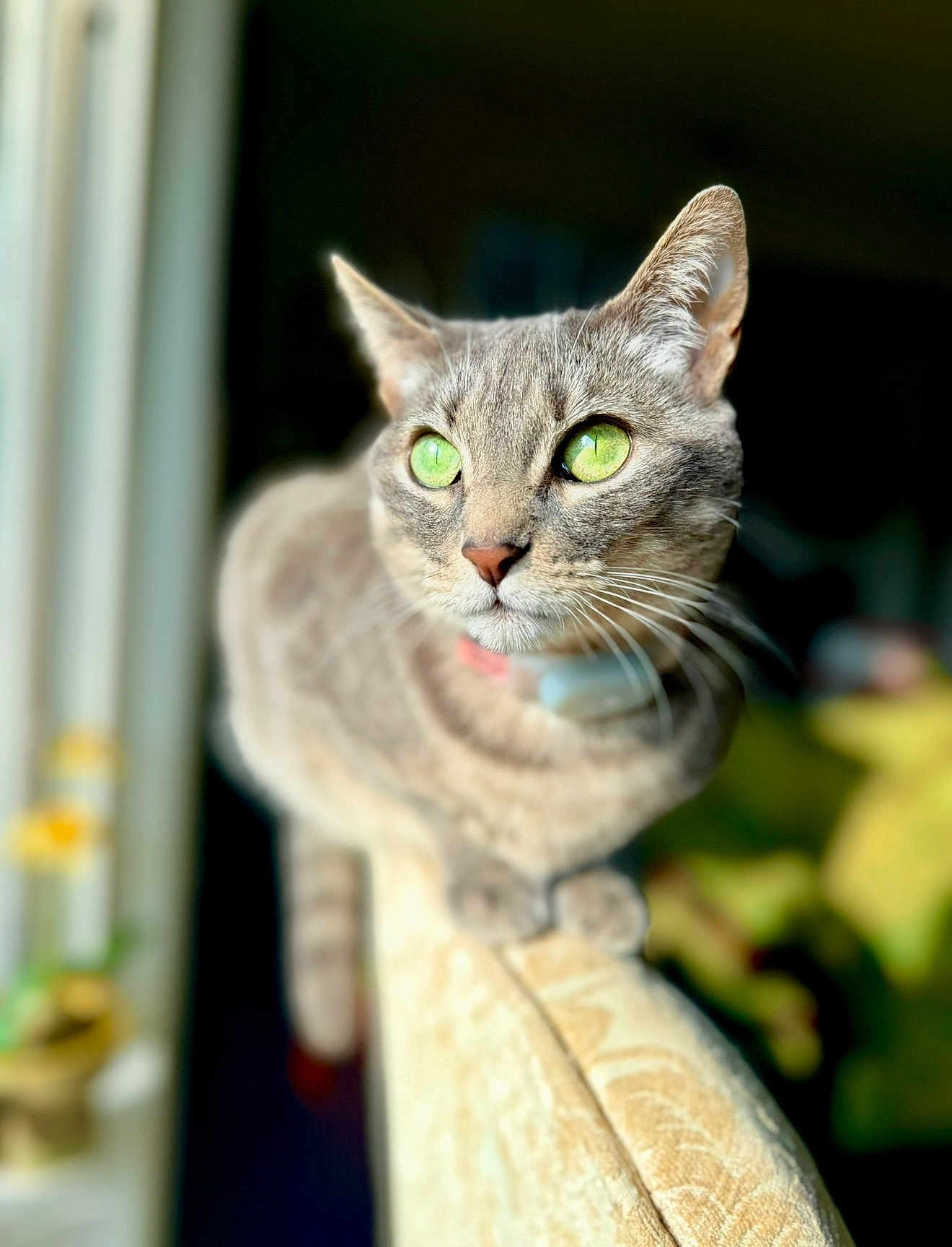 Miss Cat joined the competition — help win amazing prizes! cat, tabby, green_eyes, close_up, indoor, couch, armrest, pet, feline, whiskers, portrait, sunlight, blurred_background, domestic_cat, animal, cute, focused, soft_light, relaxed, curious